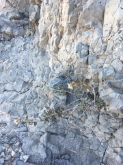 Brickellia baccharidea