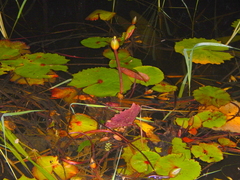 Nymphaea rudgeana