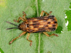 Sumitrosis inaequalis