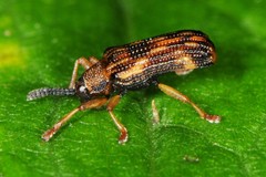 Sumitrosis inaequalis