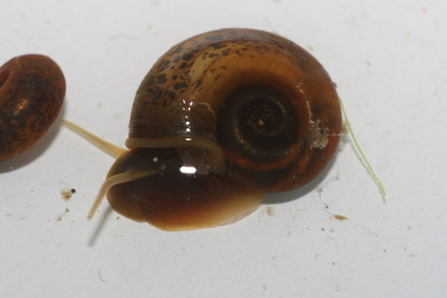 Planorbarius metidjensis