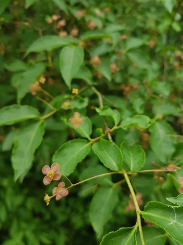 Warty-barked Spindle