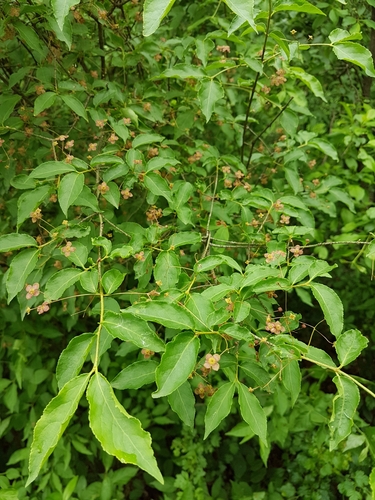 Warty-barked Spindle