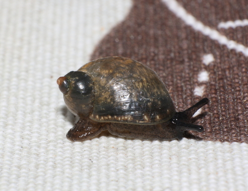 Succinea costaricana