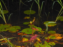 Nymphaea rudgeana