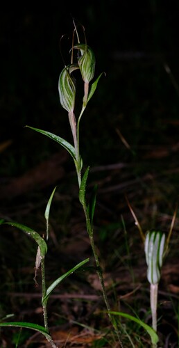 Image of Pterostylis striata by (c) Peter Crowcroft, some rights reserved (CC BY)