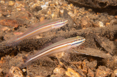 Immaculate Glidergoby photo 5