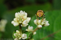 Eristalinus quinquestriatus