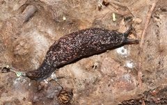 Cystopelta bicolor