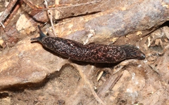 Cystopelta bicolor