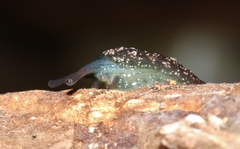 Cystopelta bicolor