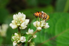 Eristalinus quinquestriatus