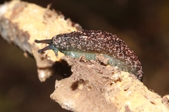 Cystopelta bicolor