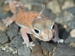 Nephrurus levis occidentalis