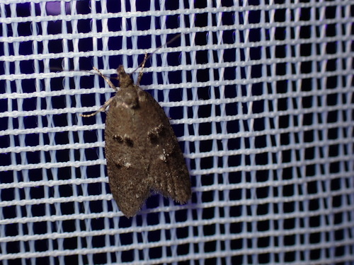 Luquetia lobella