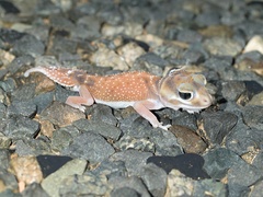 Nephrurus levis occidentalis
