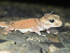 Nephrurus levis occidentalis
