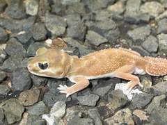 Nephrurus levis occidentalis
