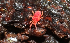 Microtrombidiidae