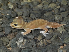 Nephrurus levis occidentalis