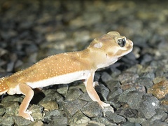 Nephrurus levis occidentalis