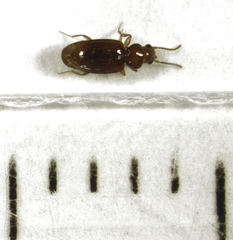 Pericompsus australis