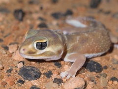 Nephrurus levis occidentalis