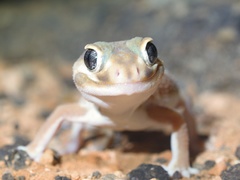 Nephrurus levis occidentalis