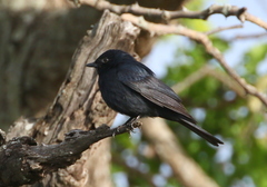 Melaenornis pammelaina ater