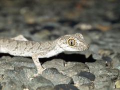 Strophurus strophurus