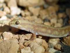 Diplodactylidae