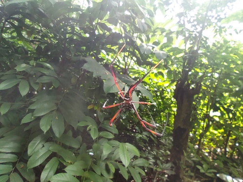Nephila comorana