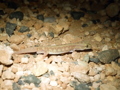 Diplodactylidae
