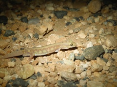 Diplodactylidae