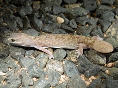 Western Fat-Tailed Gecko photo 2
