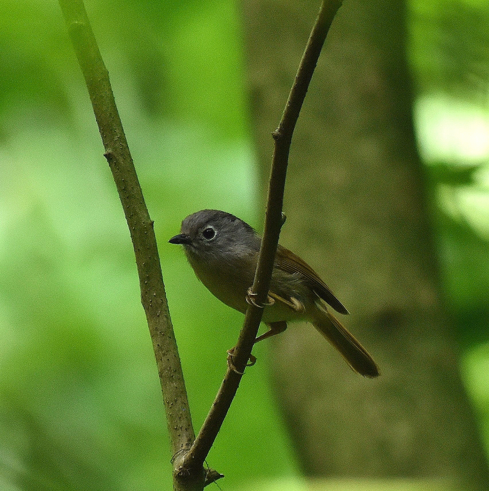 Huet's Fulvetta