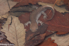 Ambystoma talpoideum