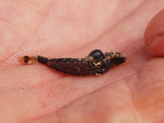 Mesocrangon munitella