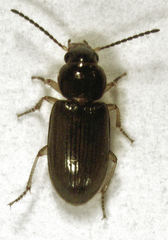 Haplanister crypticus