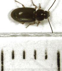 Haplanister crypticus