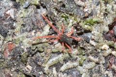 Eriorhynchidae
