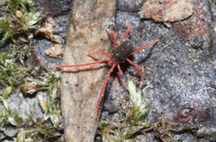 Eriorhynchidae