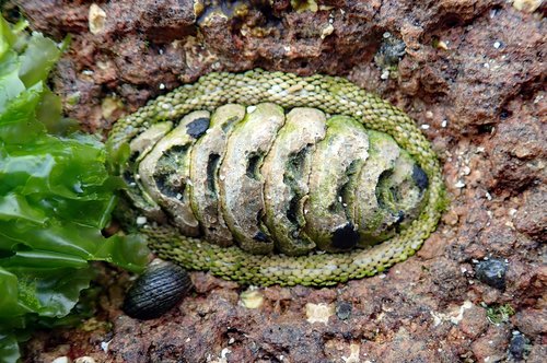Sypharochiton pelliserpentis