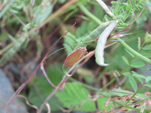 Rosy-striped Knot-horn photo 4
