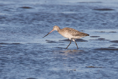 Limosa lapponica