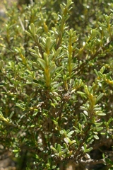 Olearia solandri