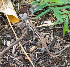 Leiocephalus raviceps