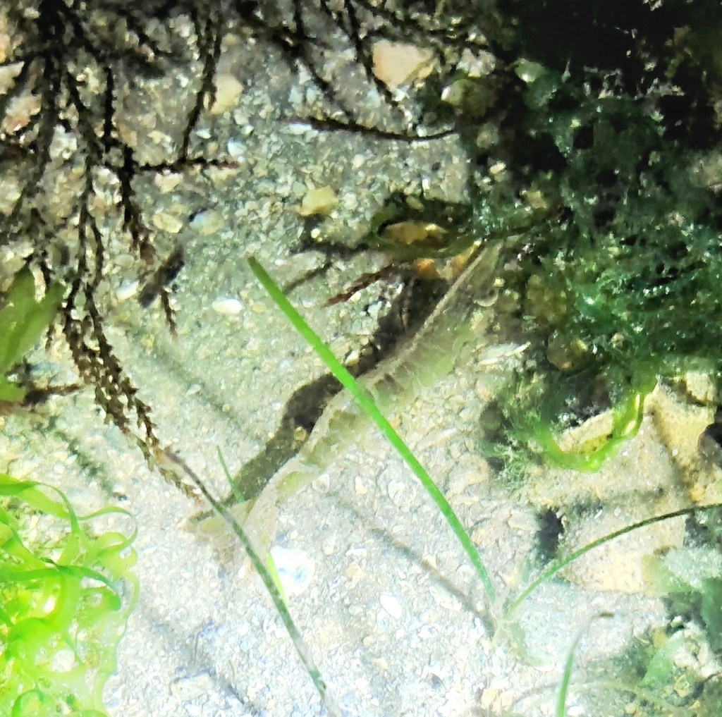 Penaeus (Penaeus) monodon
