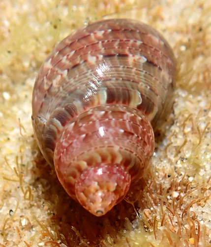 Phasianella solida (Born, 1778)
