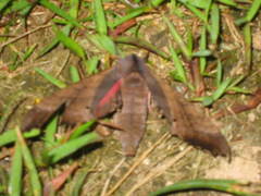 Marumba gaschkewitschii